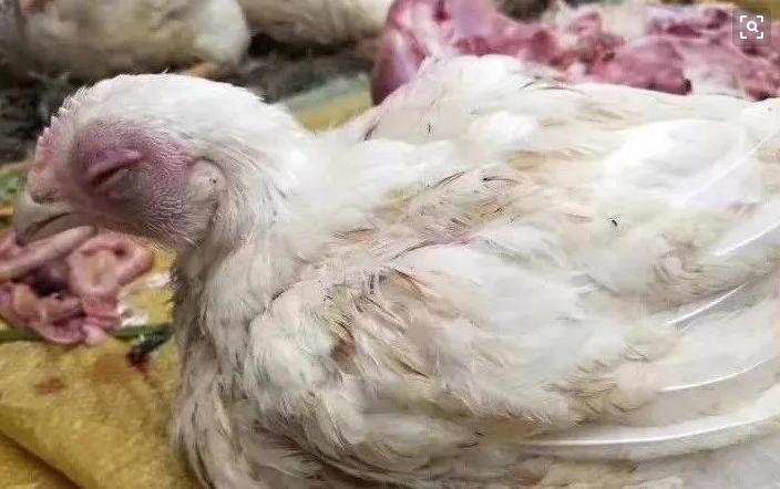 男人肿头肿脸怎么回事,羊肿头肿脸用什么药