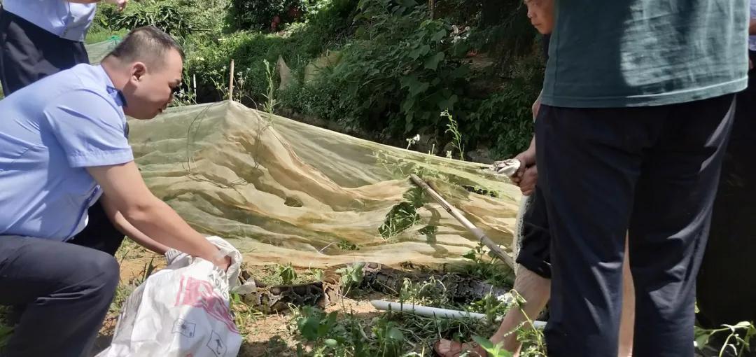 村民家中蛇出没警民合力擒长蛇,蛇出没曲靖捕蛇民警又捕三条蛇