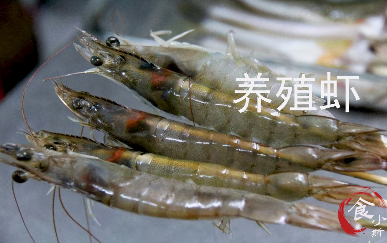 海捕虾和养殖虾的区别,买虾不可以挑大小吗