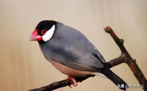 那些说不出名字的鸟,常见的纯黑色羽毛的鸟有哪些