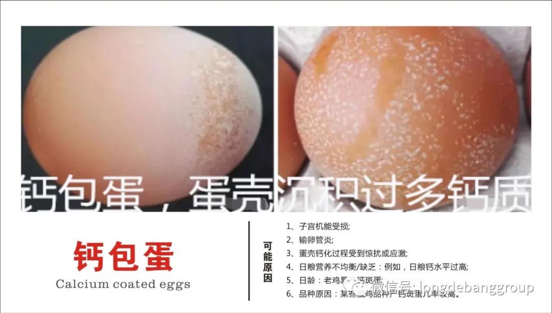 蛋鸡蛋壳质量有问题怎么办？血斑蛋、粪便蛋、斑点蛋咋办？