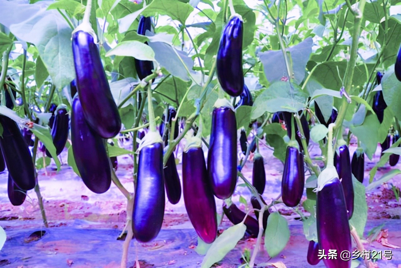 茄子徒长可以通过摘叶控制吗 (茄子徒长原因及防治措施)