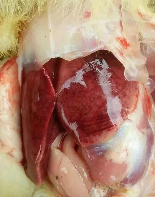 雏鸭肝炎怎么治疗最好,雏鸭病毒性肝炎