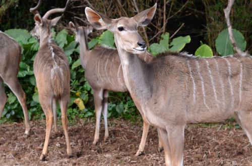 京轩溜娃指南|暑假带娃去哪儿玩?入坑长隆那是必须滴~