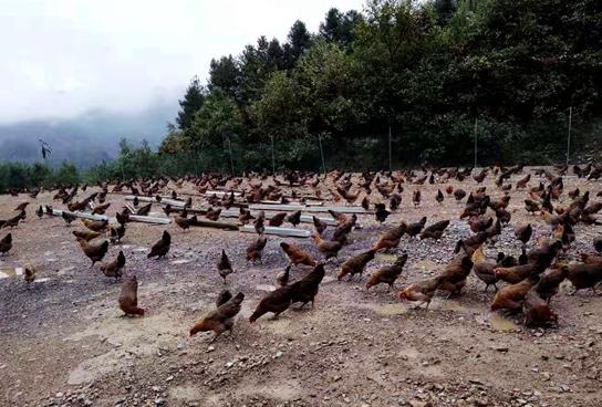 承包荒山养殖需要办理什么手续,为什么不建议承包荒山养殖