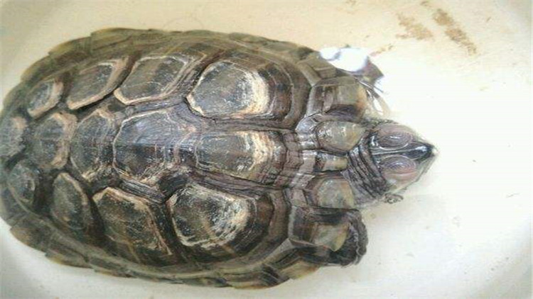 乌龟可以多久不进食,新买回来的乌龟不进食怎么办