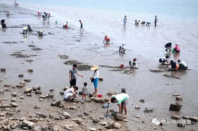 曹妃甸的新传说,渤海湾曹妃甸的魅力