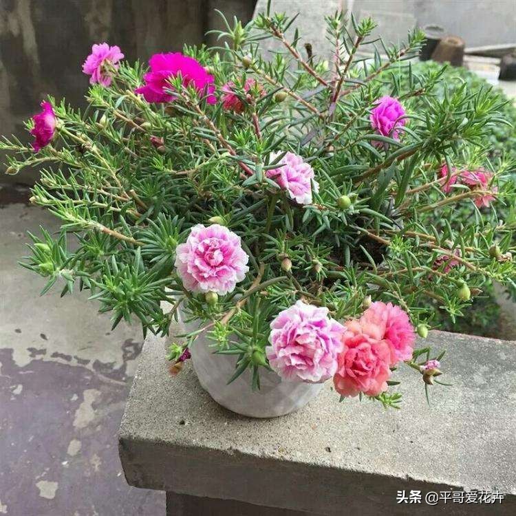 教师节给老师送什么花,教师节快要到了送给老师什么花了