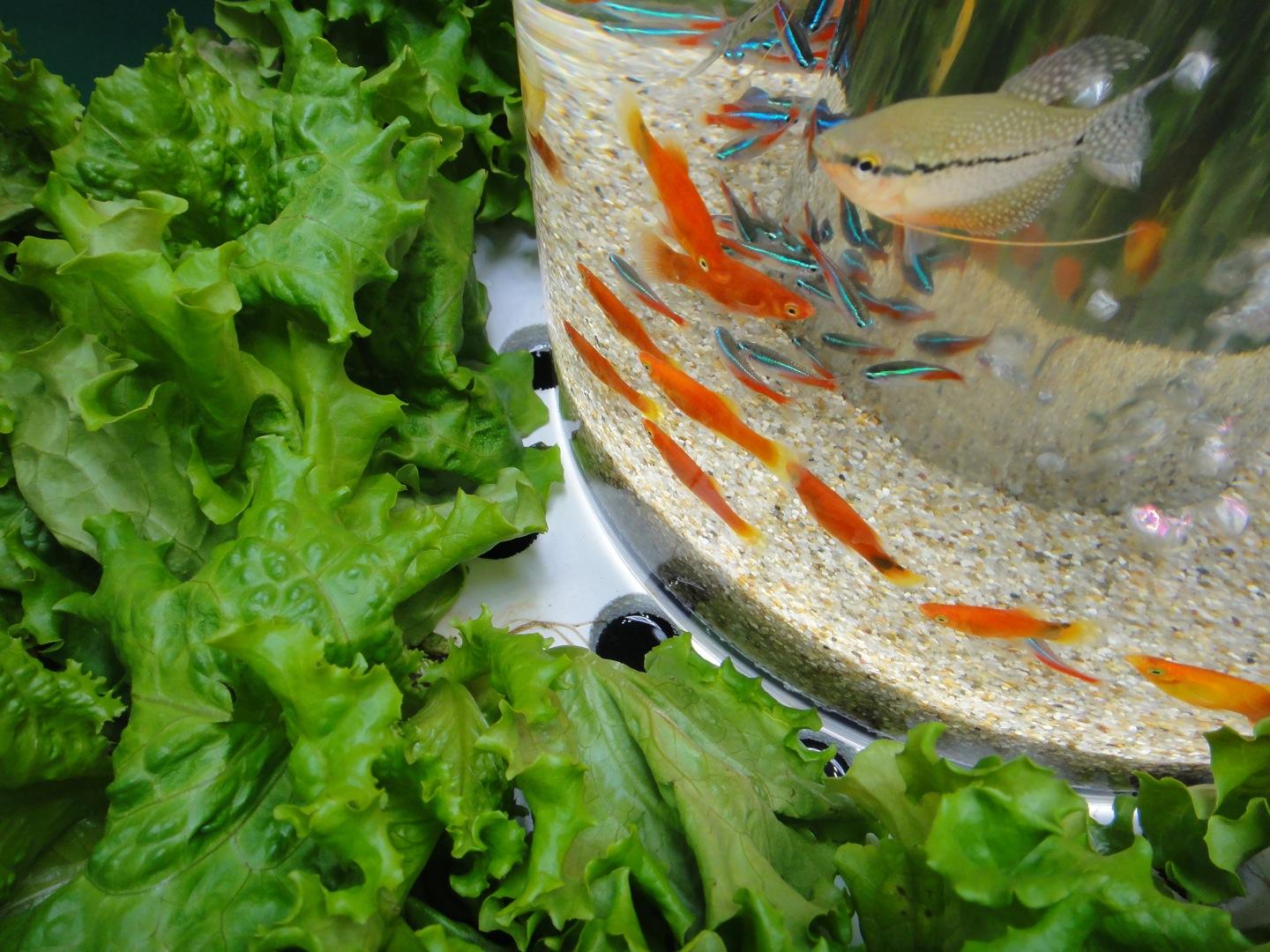 农村养鱼10个赚钱方法,农村养鱼赚钱的方法和技巧