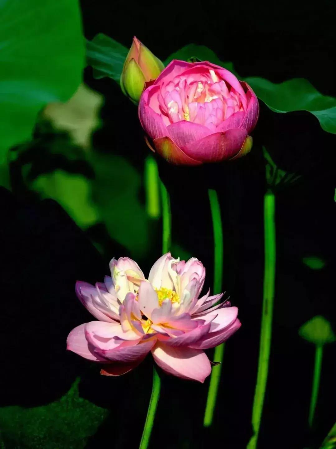 中国著名赏荷胜地,中国最著名的十大赏荷地