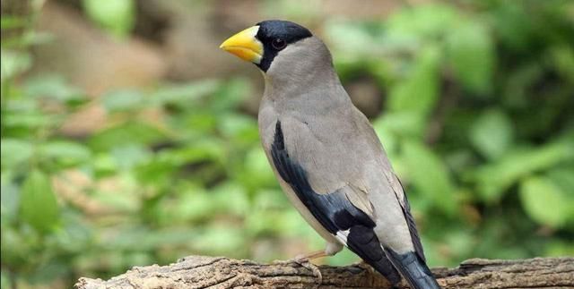 蜡嘴雀怎么分品种,蜡嘴雀的习性有哪些