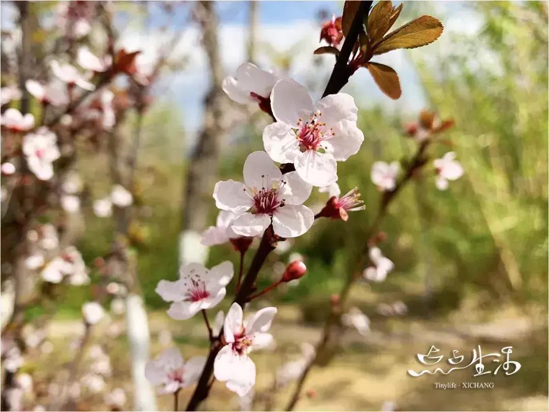 西昌春天一定不能错过的美景,不来黄山你永远不知道有多美