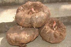 花魔芋黑杆与青杆哪个产量高,魔芋怎么种产量高