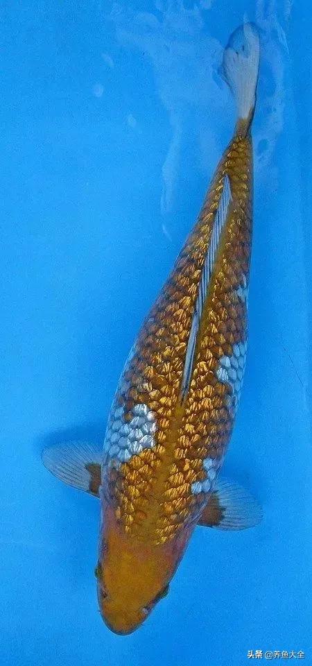 德系锦鲤品种图片,丹顶孔雀锦鲤品种