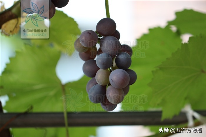 凤梨就是菠萝吗,凤梨就是番荔枝吗