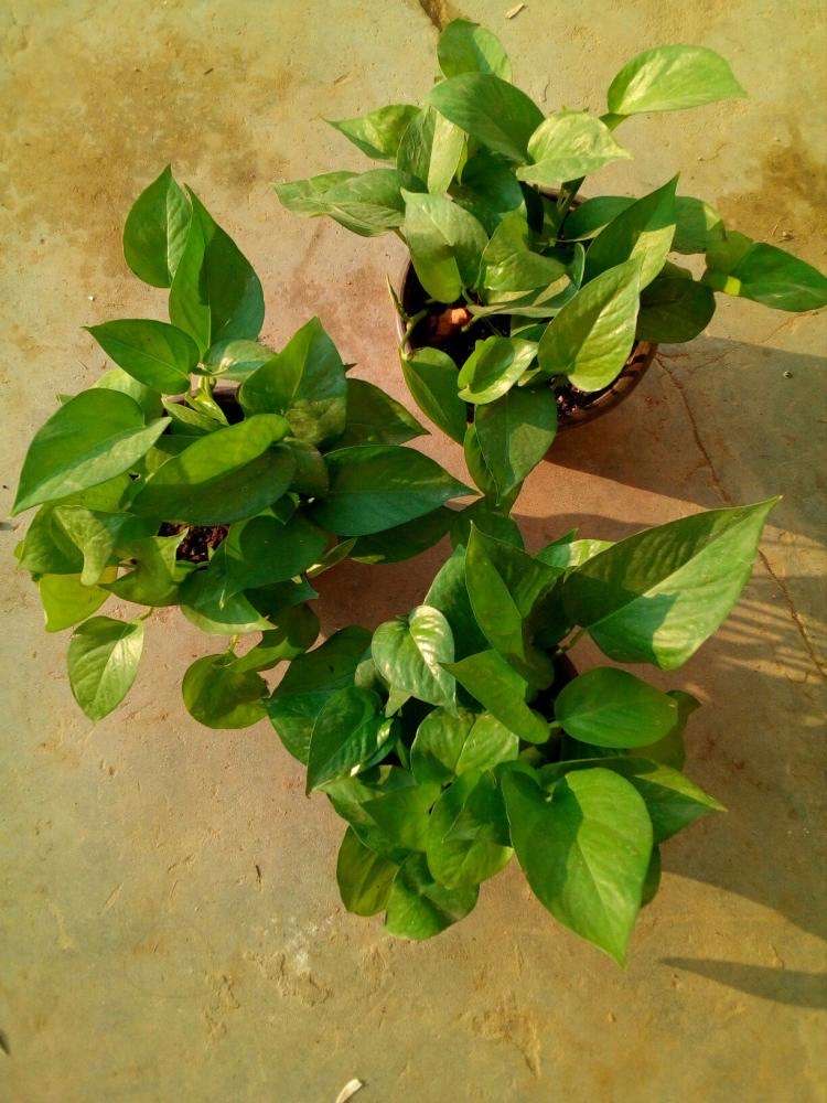 扦插的绿萝怎么才能快速爆盆,绿萝扦插方法和注意事项