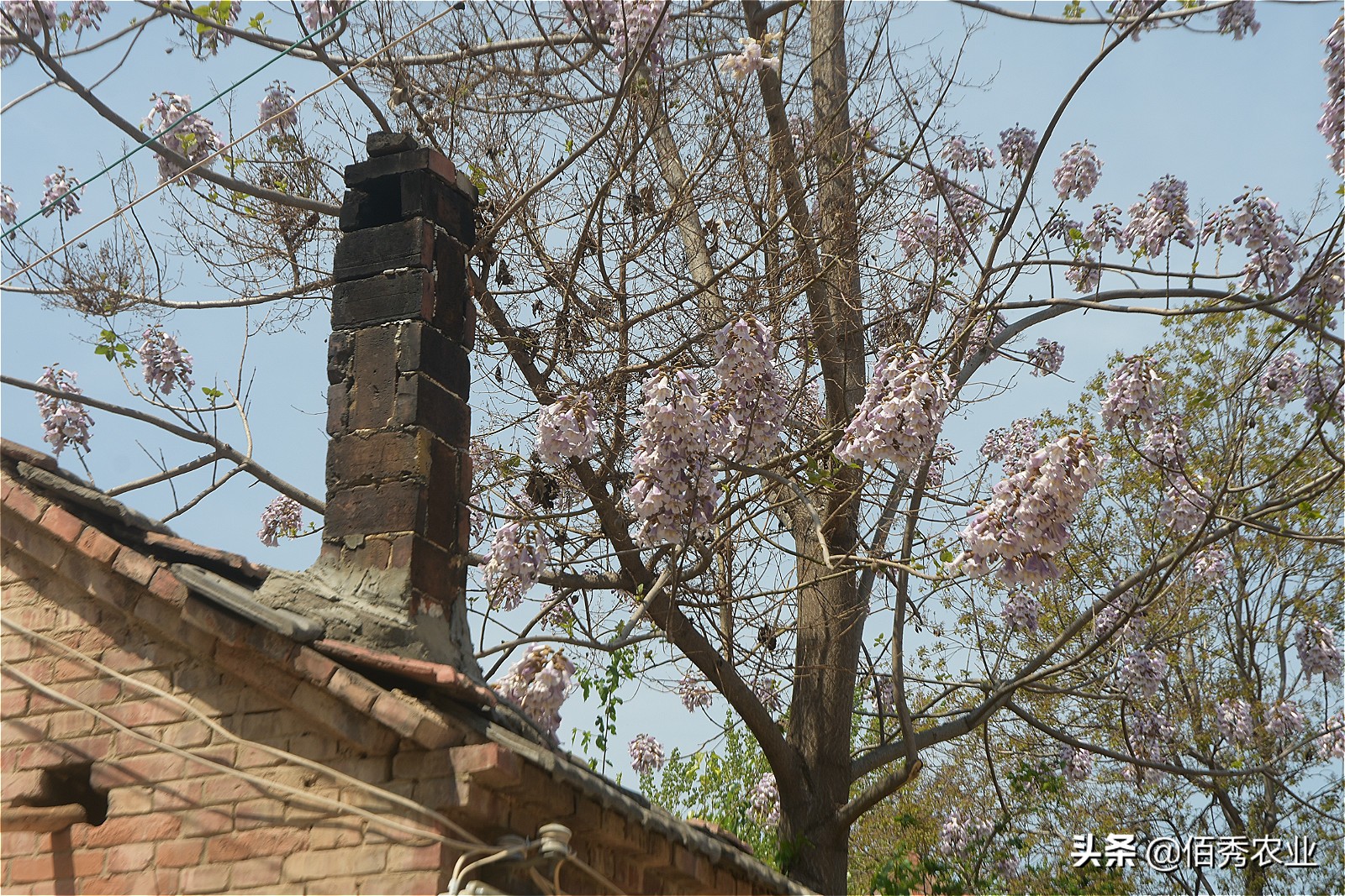 粮食得了病害,农村粮食浪费现象有哪些