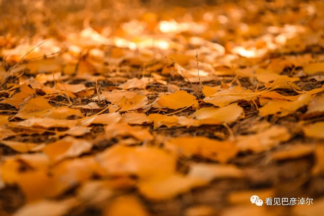 内蒙古巴彦淖尔有多美,巴彦淖尔有多美