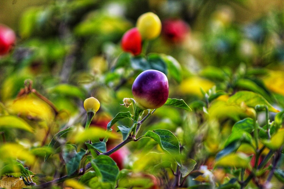 盆栽观果植物有哪些,观果植物具备哪些特征