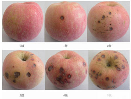 苹果苦痘病如何从根本上解决,苹果苦痘最佳治疗方法