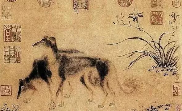 别动不动“累成狗”，汪星人表示不服！