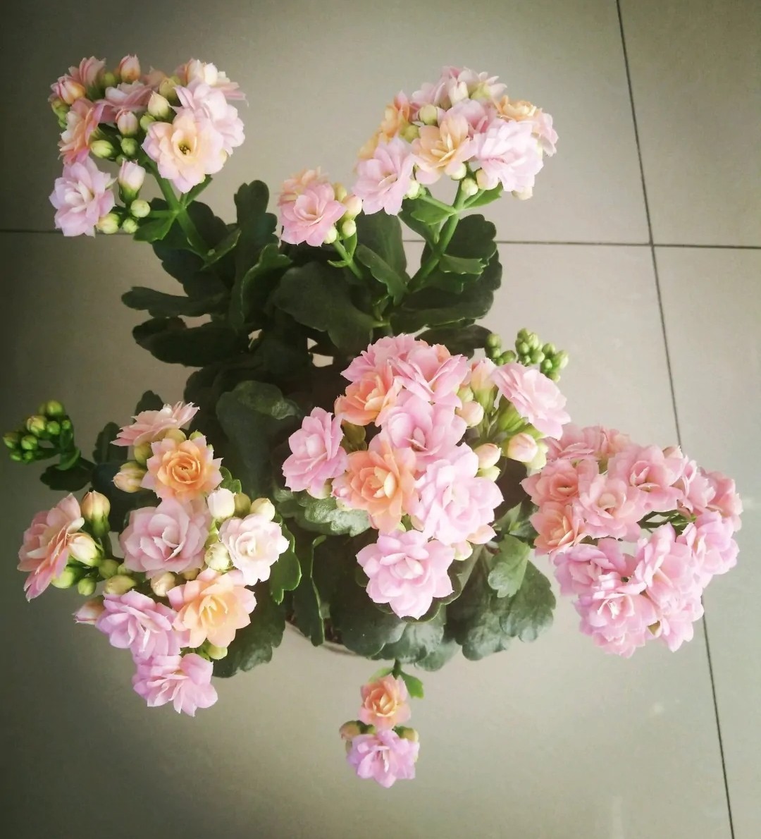 长寿花单瓣品种大全,长寿花100种颜色图片