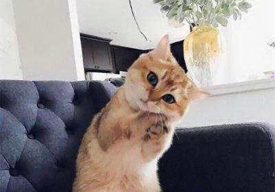 养猫应该对猫有什么了解,一开始养猫误区只要猫咪吃饱就行