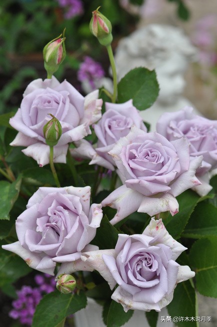 稀有月季蓝色妖姬,颜色比较稀有月季有哪些品种