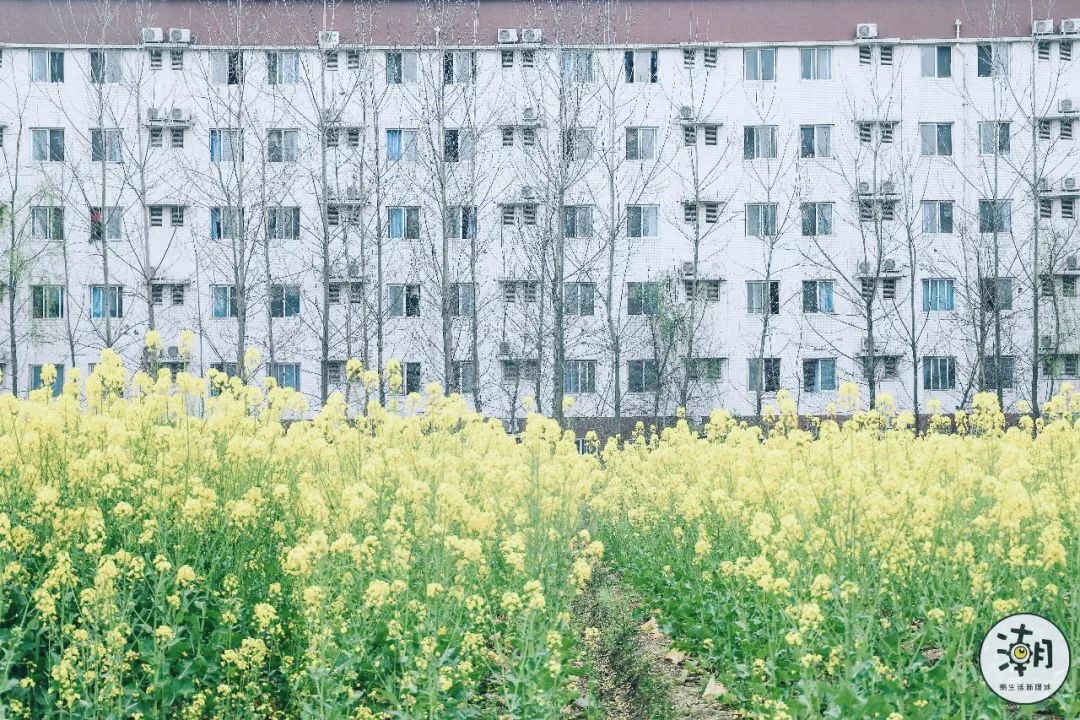 閿﹀煄鐨囧璐垫棌瀛﹂櫌,鎴愰兘閿﹀煄璐垫棌瀛﹂櫌