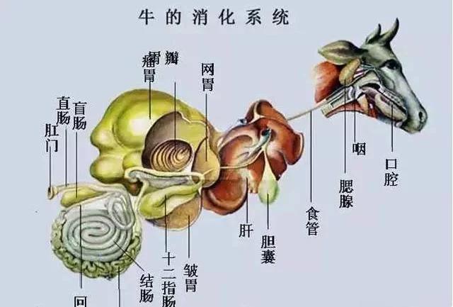 大熊猫最爱吃的竹子是什么竹子,大熊猫为什么吃竹子不伤嘴