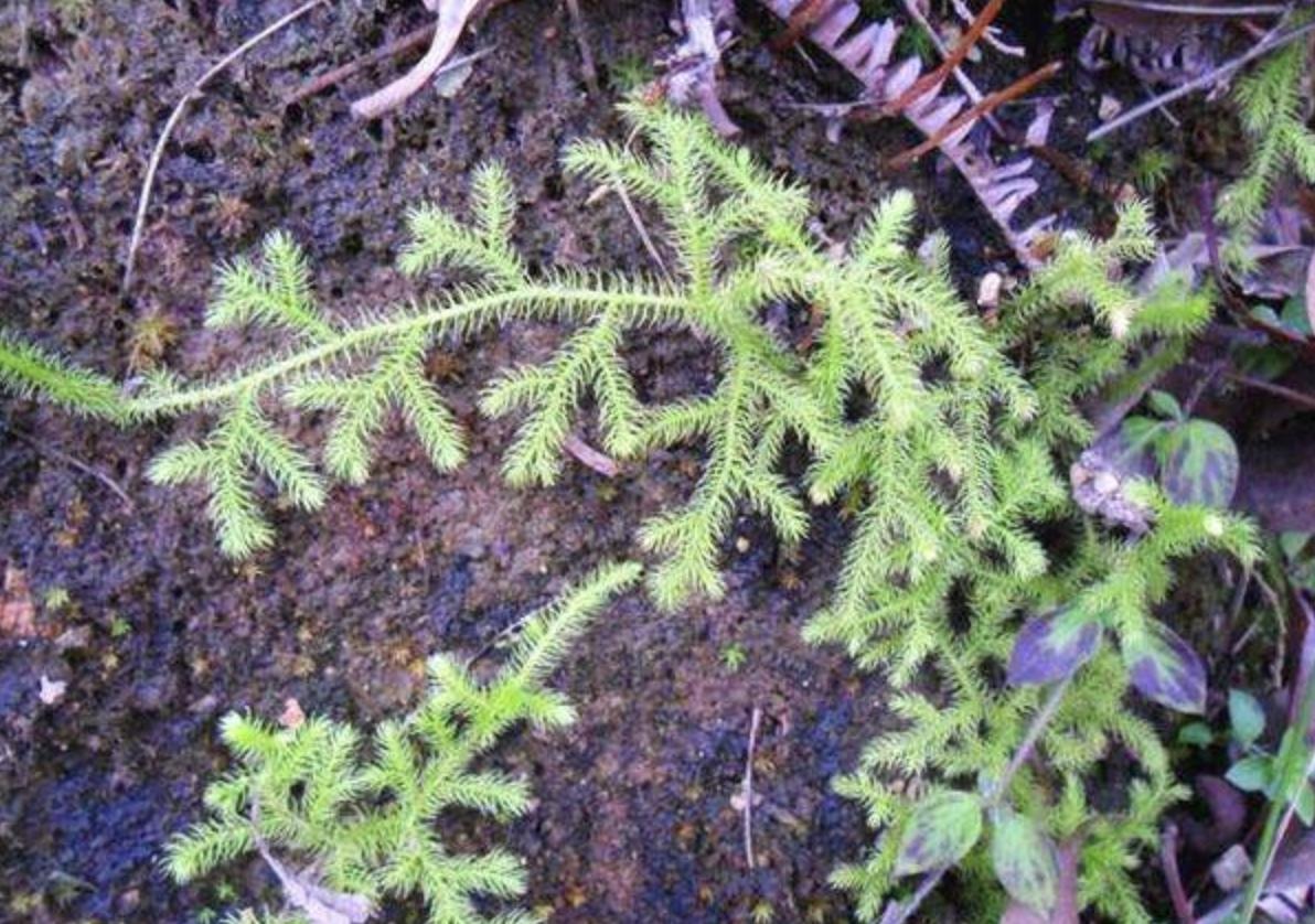 小溪边的1种“杂草”，人称“铺地蜈蚣”，挖1棵少1棵，请珍惜