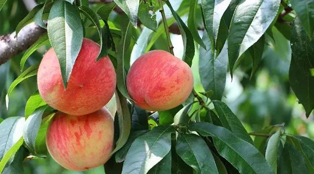 桃子不能和什么东西一起吃,桃子不能和什么混着