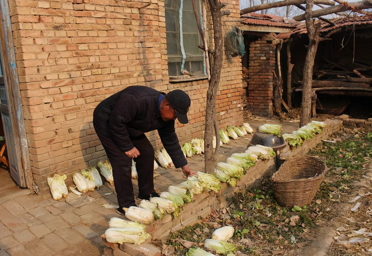 乡土散文怀念我的母亲,乡土散文家乡的大白菜