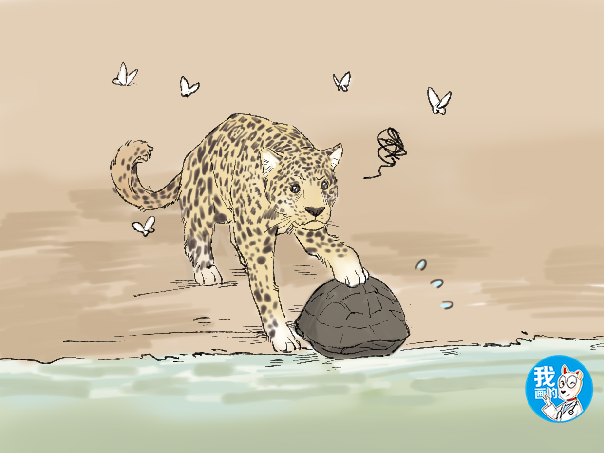 女子在湿地公园拍到豹子要吃乌龟，刚要感慨，没想到事情有了转机