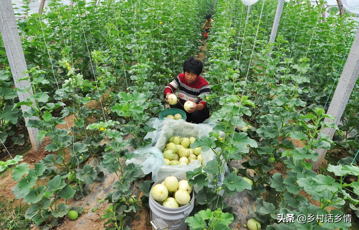 西瓜甜瓜种植技术大全,种南瓜香瓜怎样高产