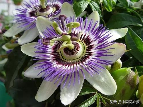 适合花园的花花草草,如何打造四季都有花的花园