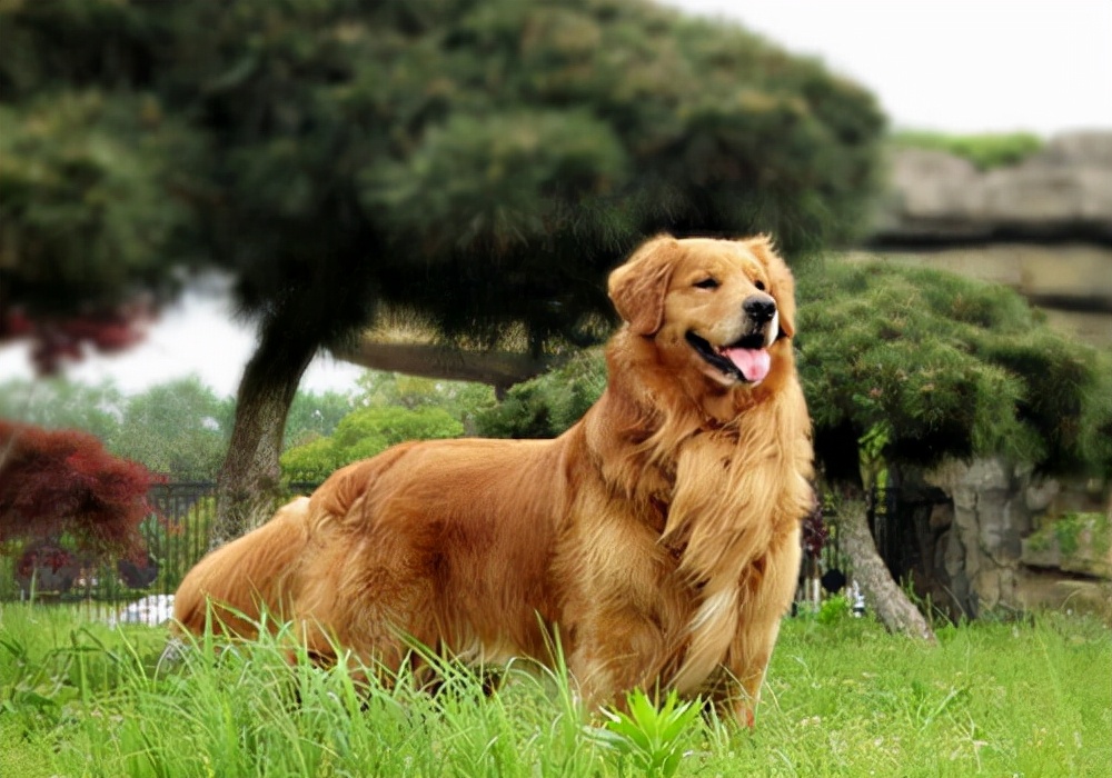 狗狗呕吐腹泻大便带血,狗狗腹泻呕吐打针用什么
