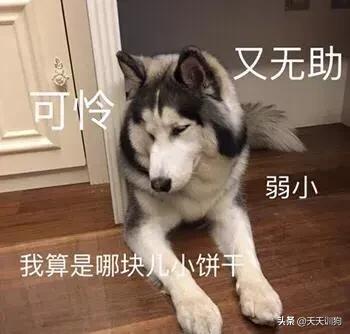 不小心踩到小狗了狗就躲起来了,不小心踩到狗狗然后咬我