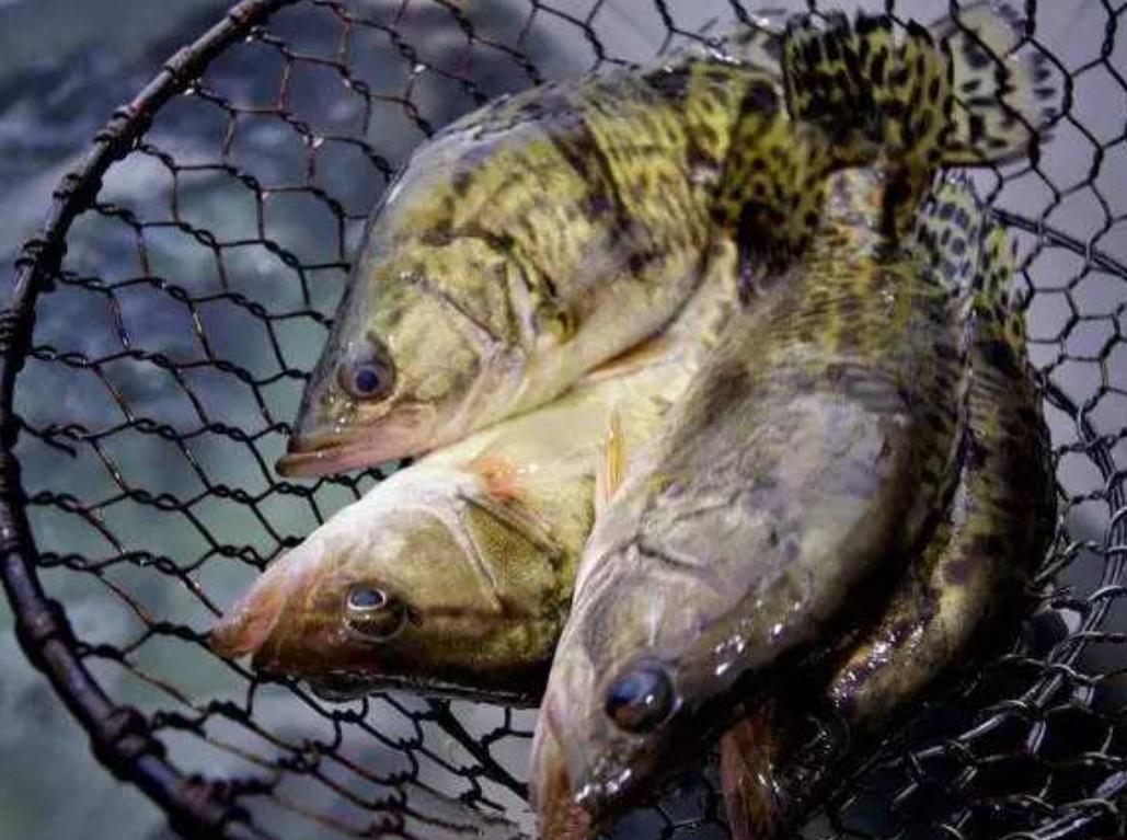 十堰哪些水库有鳜鱼,十堰市五峰小石沟有鳜鱼吗