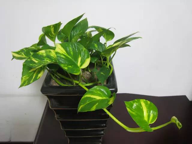 绿萝正确的浇水方法,绿萝浇水的正确方法和步骤