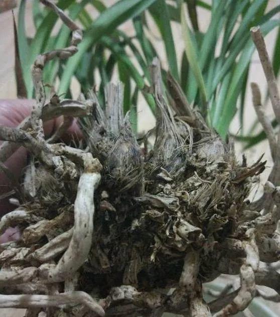 养花的盆土出现板结了的解决办法,养花土板结变硬怎么办