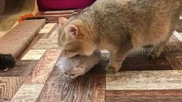 猫咪刚生完崽怎么照顾母猫,母猫产后怎么照顾猫咪