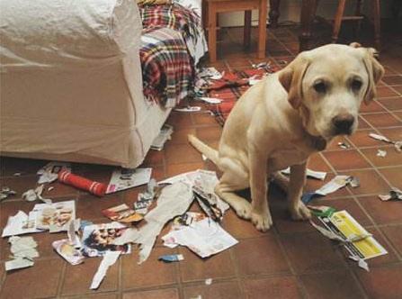 宠物狗需要每天遛狗吗,狗可以每天只遛一次吗