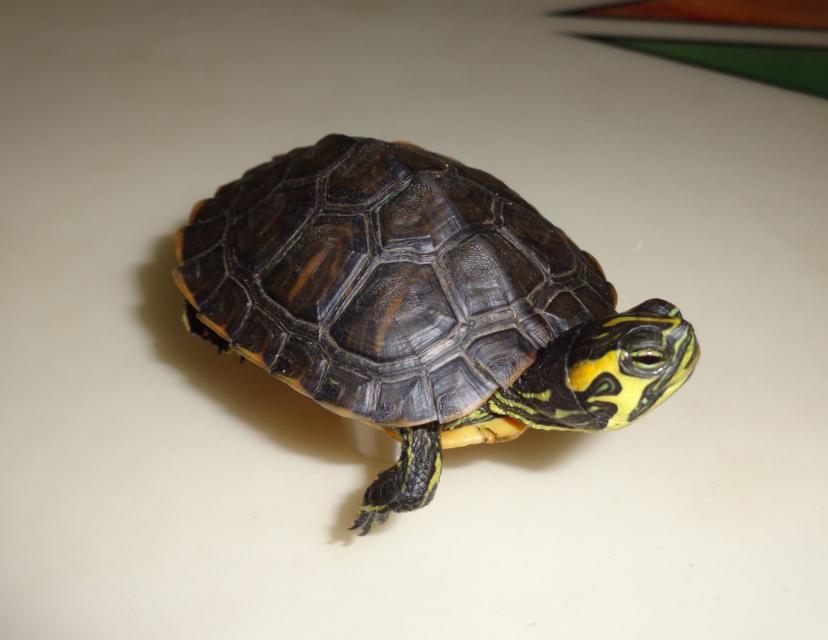 乌龟怎么养才正常,你的乌龟还好吗什么意思