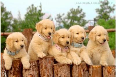 养殖宠物猫和狗哪个赚钱,养宠物和养猪哪个赚钱