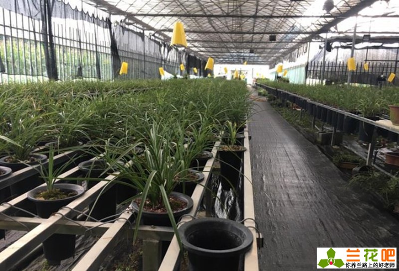 兰花赚钱不,兰花赚钱