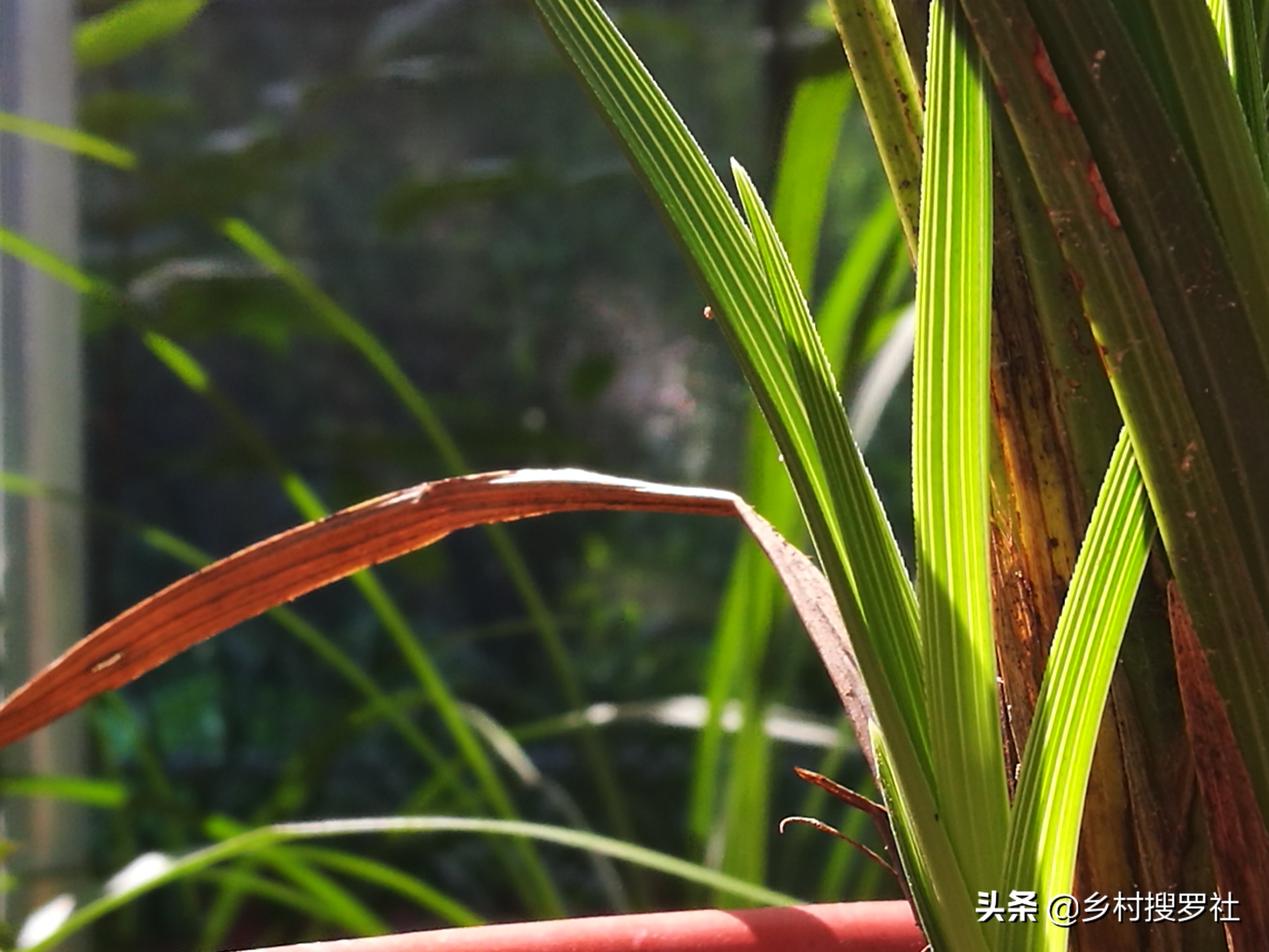 兰花叶片发黄是什么原因造成的,兰花黄叶的原因及改善方法