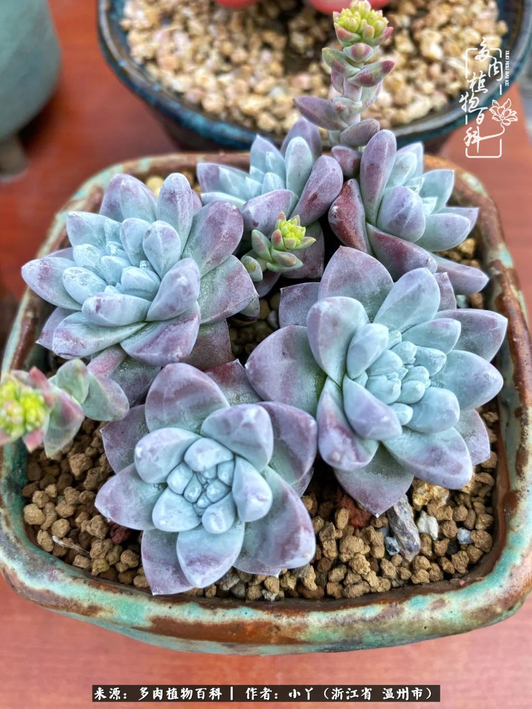 祖上无院家里无矿,一腔浪漫情怀付诸楼顶造花