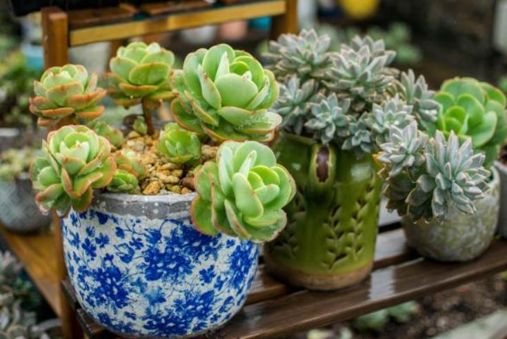 冬天太冷如何养多肉花卉,冬天天冷绿植不能浇水怎么办