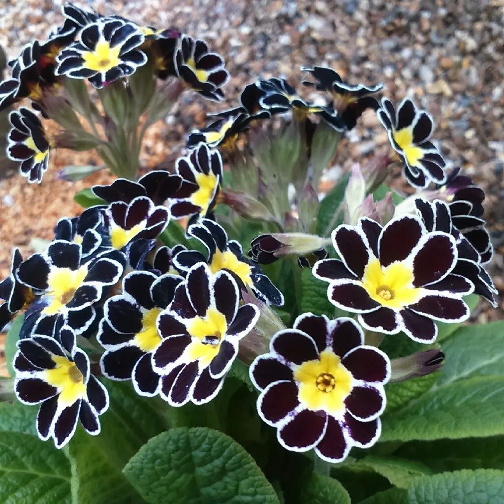 为什么那么多人喜欢黑色玫瑰,为什么有人喜欢黑玫瑰